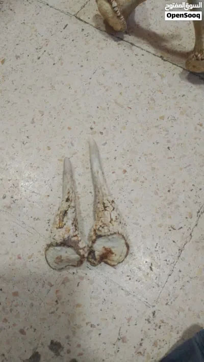 قرون غزال حجمين 2