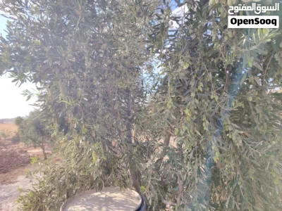فرصة استثمارية نادرة - مزرعة مميزة للبيع في بلعما / طريق النمرة 3