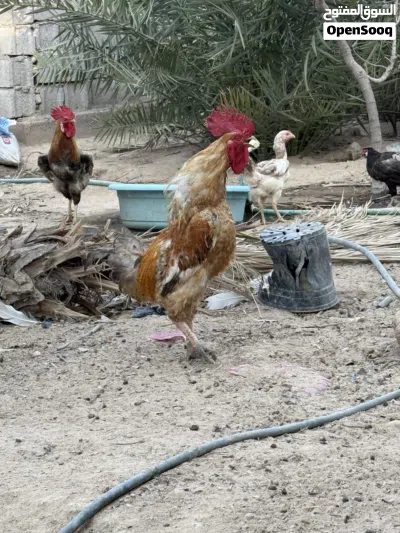 ديوجه كويتيه بيع مستعجل سعر مناسب 2
