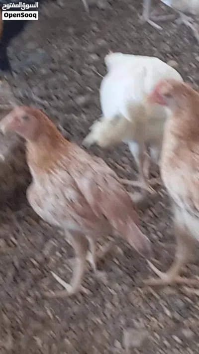 دجاج بلدي وفيومي 4