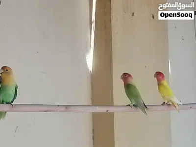 روز ساس قوي 2