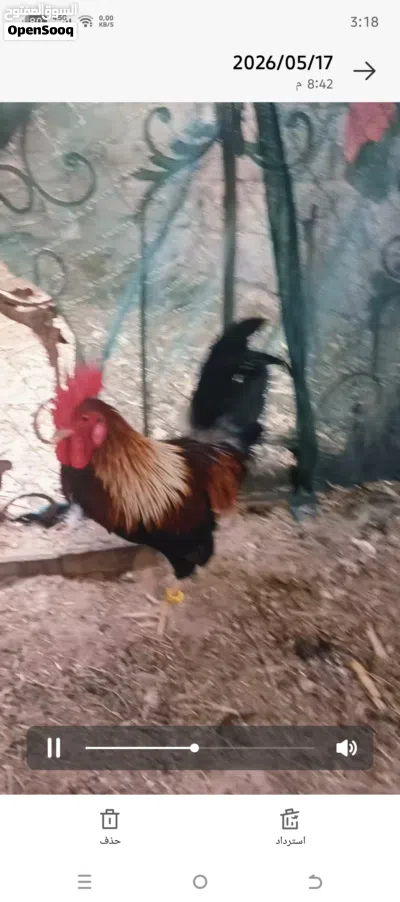ديج اشكر اصلي كويتي قح من مهات طيبه شرط شد 2