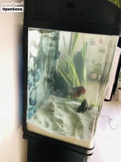 Aquarium 60x60x40cms 4