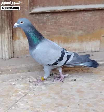 طيرة موديل 2019 شرط البيض رايدها ب3 3