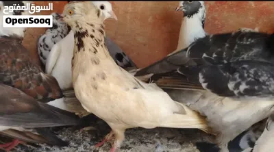 للبيع حمام عاديات اقرا الوصف تحت 4
