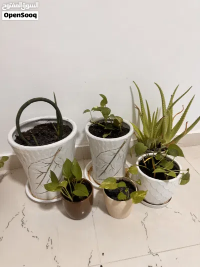 Plants bundle 2