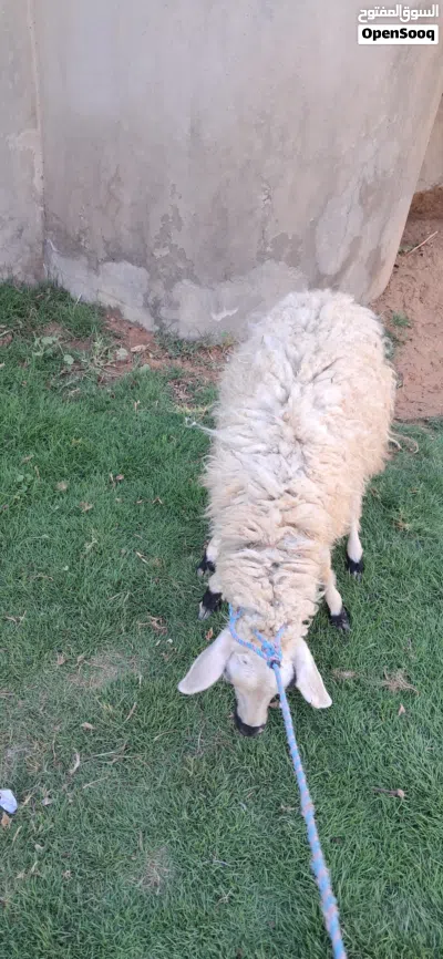 فطيمه البيع الله يبارك عمره في 7وا6 ساوم 2