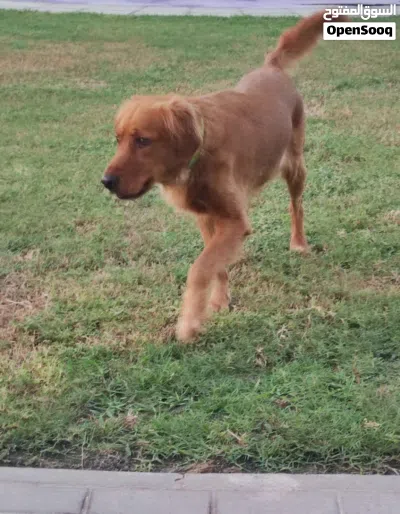 Female Golden Retriever 2