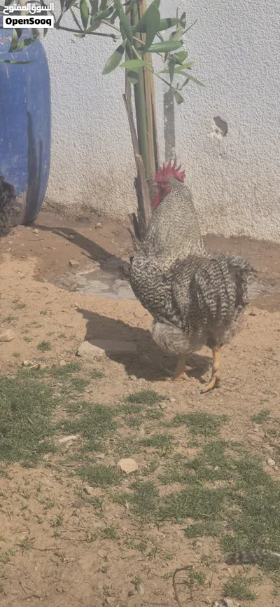 افراريج الله ايبارك 4