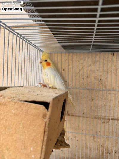 Birds for sale 2