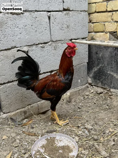 دجاجه ديج للبيع 4