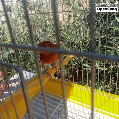 كنار نحاسي 3