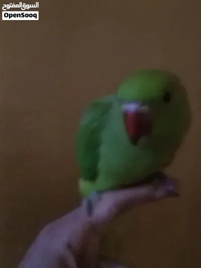 ببغاء اليف ومناسب حال الجهال 2