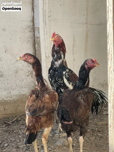 بيع دجاج باكساتي اصل 4