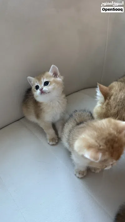 british shorthair, بريتش شورت هير 4