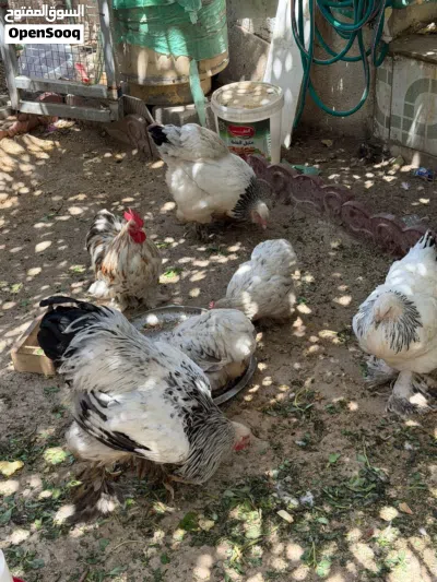 دجاج للبيع 3