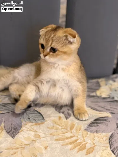 Scottish fold kitten 4