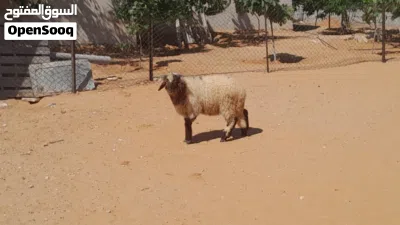 خروف وطني الله يبارك عمره ف7شهور سليم من العيوب والامراض 4