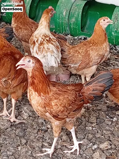 دجاج فرنسي الأحمر 2
