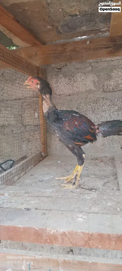 دجاج باكستاني للبيع 3