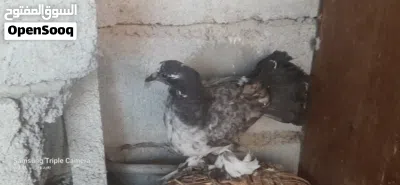 زوج شماسي (هنداوي ) 4