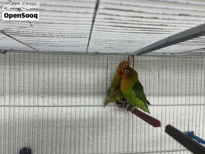 ما شاء الله جوز فيشر شغال ميه بلميه و على الضمان 2