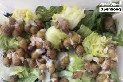 حلزونات أفريقية ، حلزون أفريقي للبيع 3