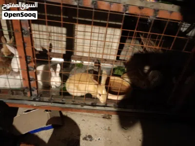 أرانب للبيع 2