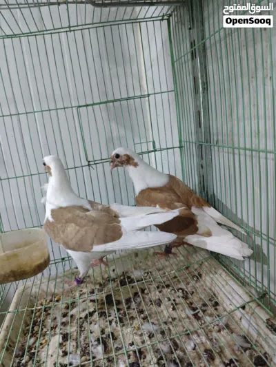 زوج حمام زينه ارافل بصفر مخاليف 3