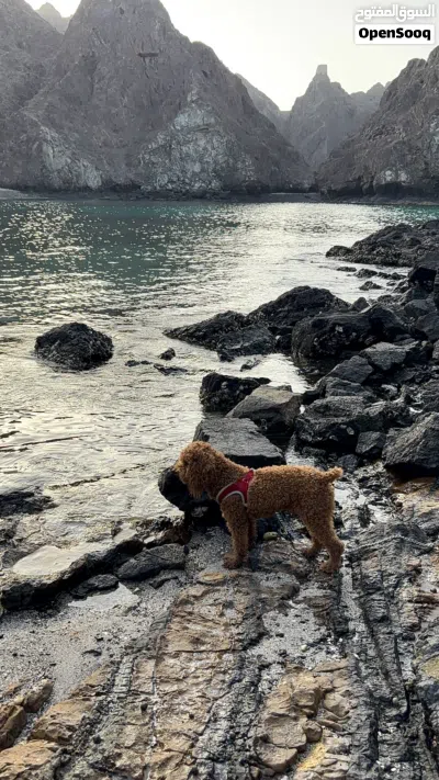 توي بودل احمر للبيع Red toy poodle for sale #poodle #redtoypoodle 3