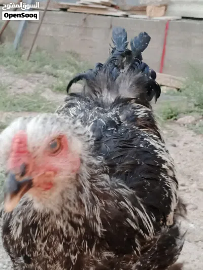 دجاج برهما للبيع بسعر مناسب 4