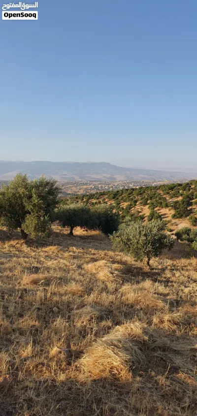 مزرعة غير مقام عليها بناء مزروعة زيتون مطله على جبال جرش و مرتفعه و مطله على الصبيحي . 2