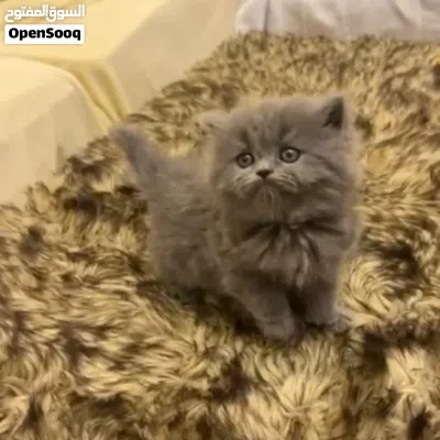 قطط للبيع والشرا 2