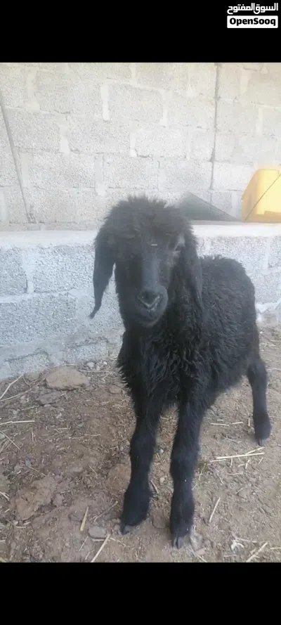 تيوس وجداي 2
