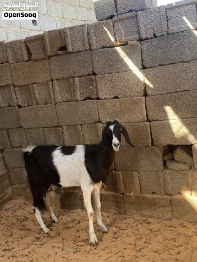 عنز ربي يبارك 2