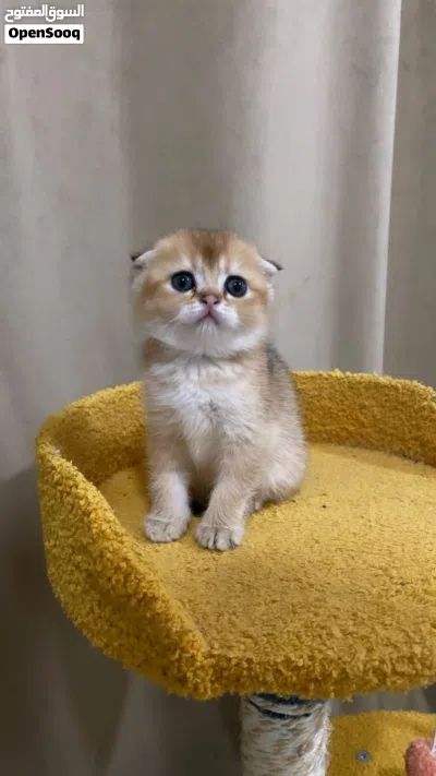 الوصف مهم جدا Scottish Fold Triple Fold Golden Longhair 3