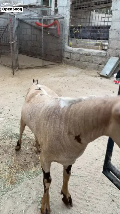 تيس كريمي اصمع صافي للبيع 2