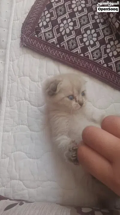 قطط سكوتش فولد مكس شانشيلا 4