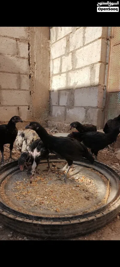 فرخات بكستاني 3