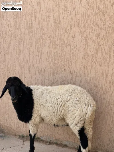 بيع افطيم ربي بارك عمره 7او 8اشهوره امه توميه ولي يبي فيديو كلمني خاص 2