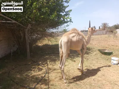 حوار صغير الله ايبارك 3