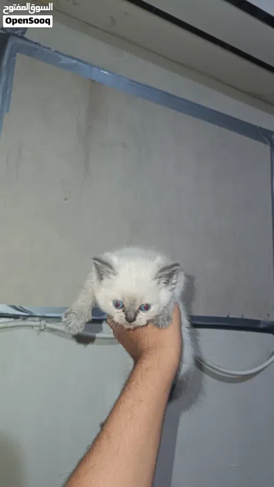 سكوتش لبيع قابل الوصف مهمم 3