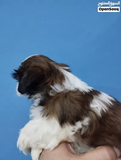 shitzo dogs 2