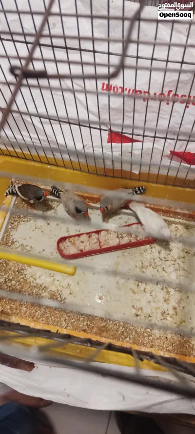 طيور جنه بلاك فيس و عادي للبيع او للبدل 2