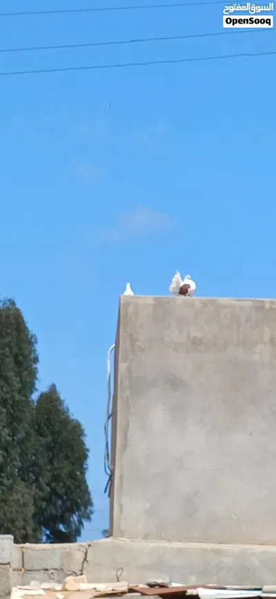 حمام للبيع حاجة مضمونة بعون الله 4