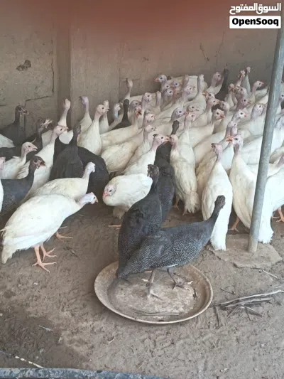 للبيع طيور حبشيه ودجاج رومي وبط 2