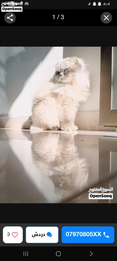 قط جميل لعوب يحب الأطفال للبيع بسعر رمزي 2