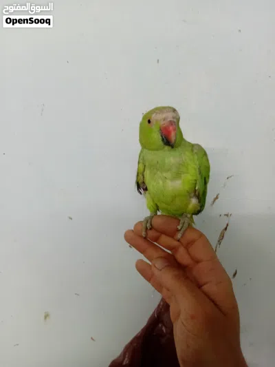 درة للبيع او للبدل 3