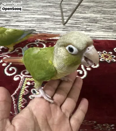 طيور كنيور جوز 2