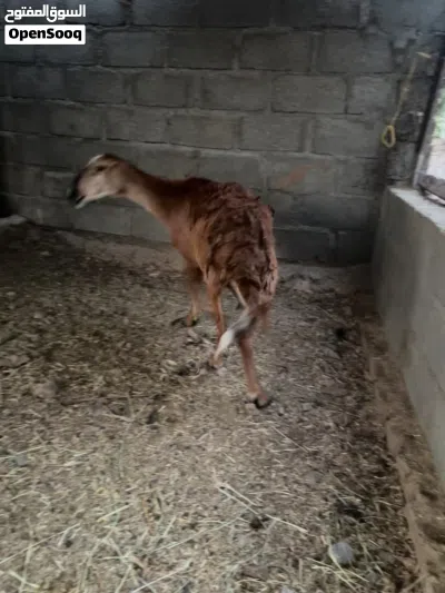 جاعده تهجين سوداني 2
